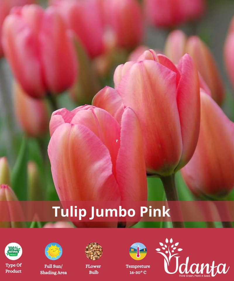 Tulip-jumbo-pink-plantogallery