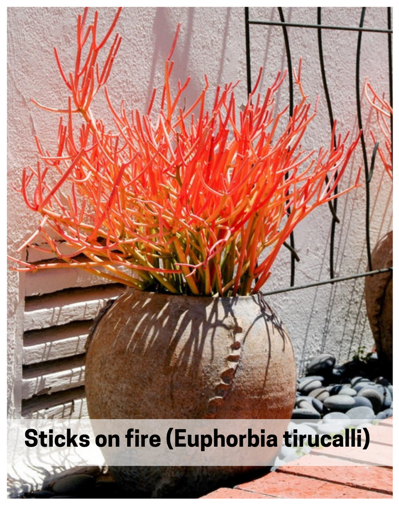 Plantogallery Sticks on fire (Euphorbia tirucalli) succulent plant