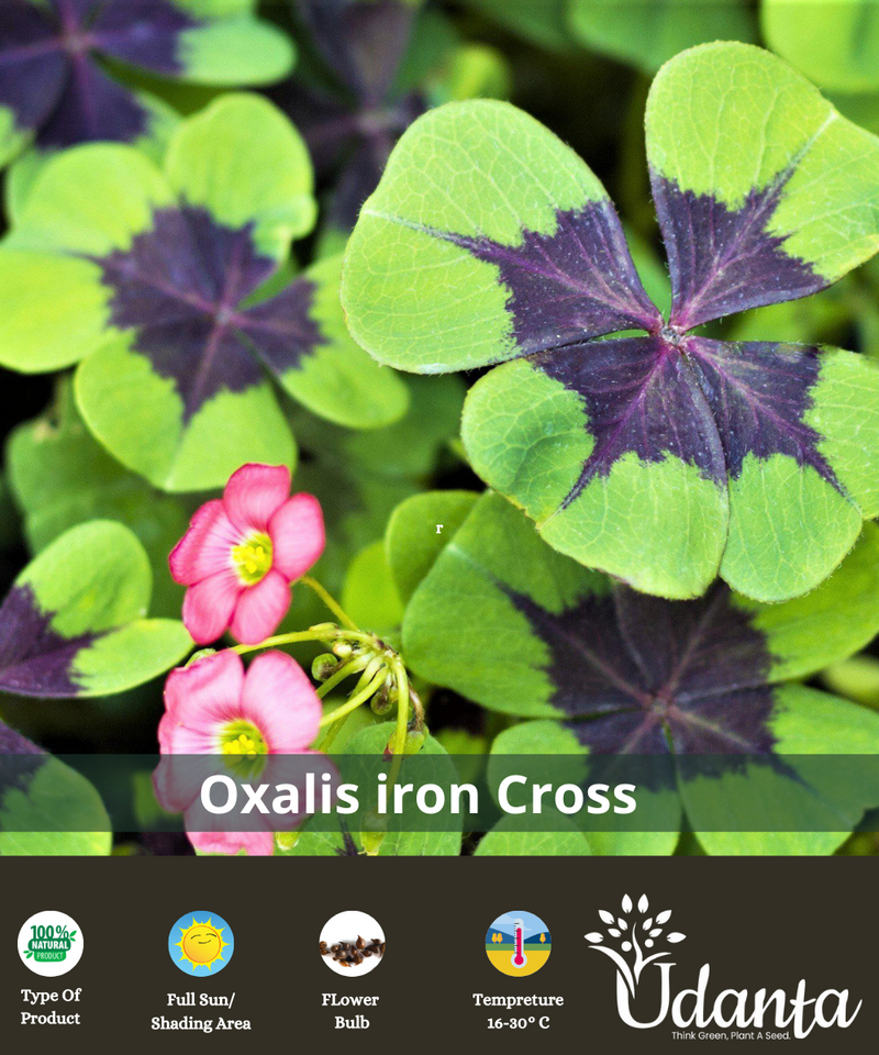 Plantogallery Oxalis iron cross imported and hybrid  bulbs pack of 5