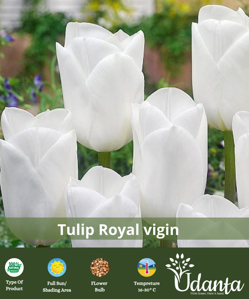 tulip-white-lily-flower-bulbs-by-udanta
