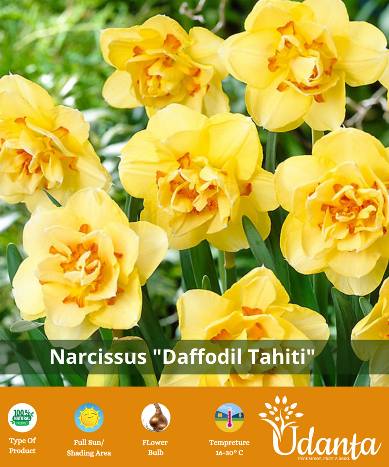 daffodil-flower-bulb-tahiti