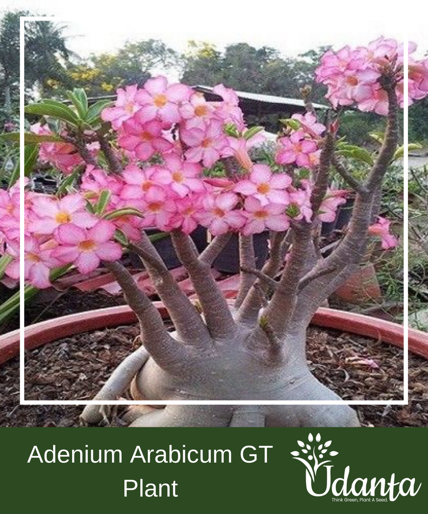Plantogallery  Adenium Arabicum GT Plant Seeds