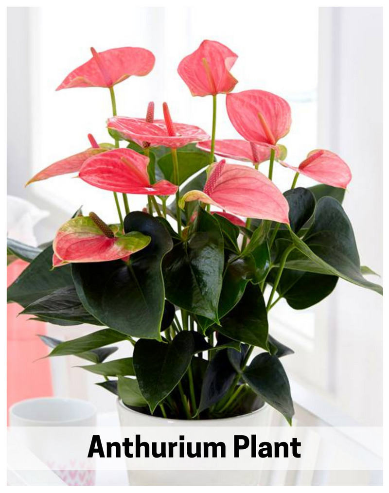 plantogallery-anthurium-airpurify-plant