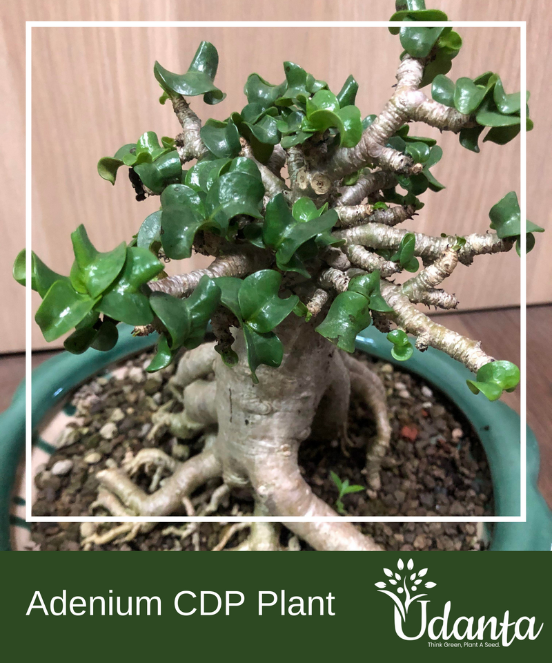 adenium-plant-seeds
