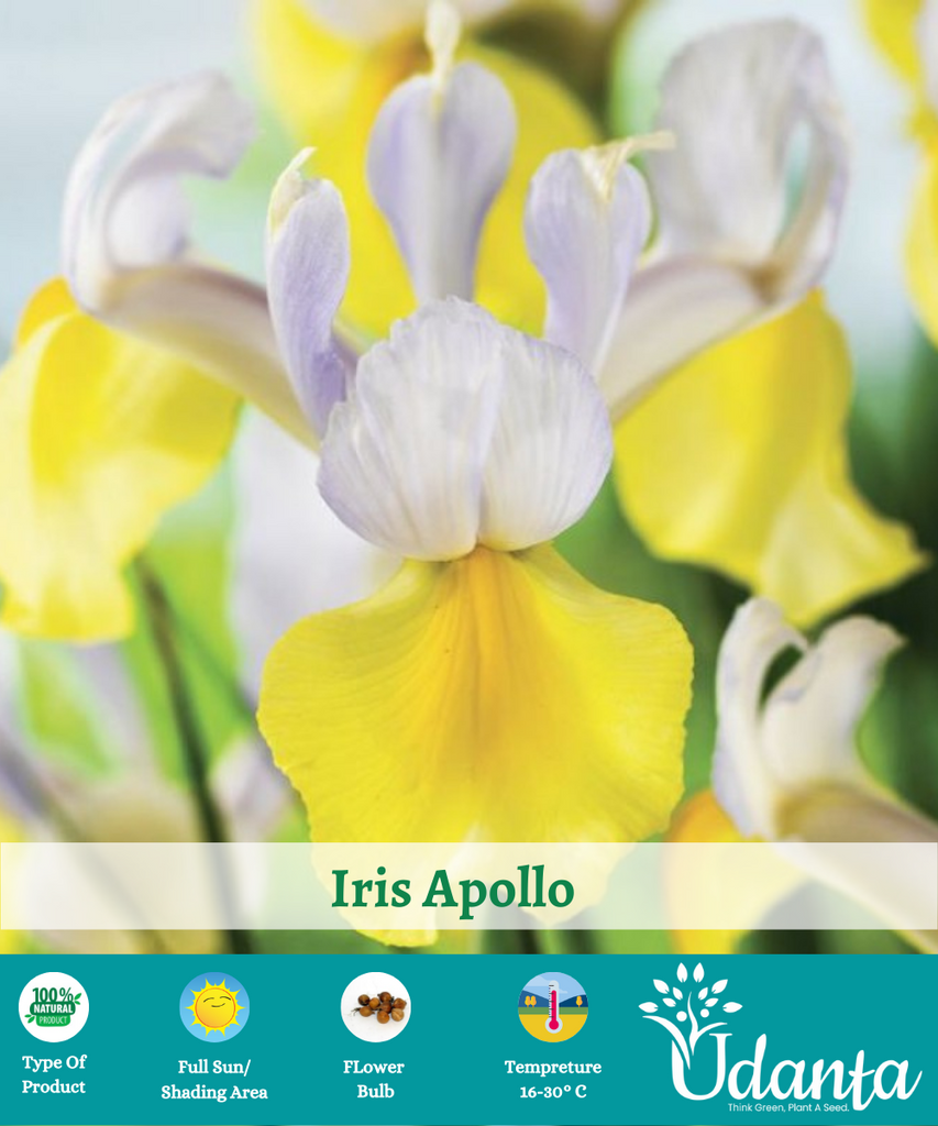 Iris-Apollo-Imported-Flower-Bulbs-plantogallery