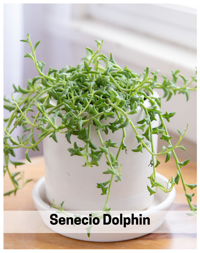 Plantogallery Senecio Dolphin succulent plant