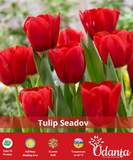 Tulip "Seadov" (Red) Imported Flower Bulbs - Pack of 5 Bulbs By Plantogallery