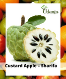 Plantogallery I Custard Apple – Sharifa (Ramphal) Plant Seeds