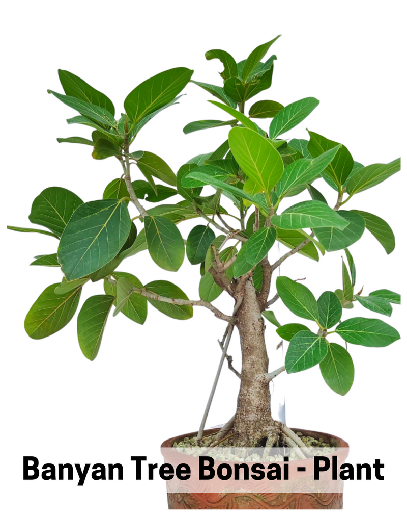 Plantogallery  Banyan tree Bonsai - Plant