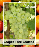 Plantogallery  Grapes Tree Grafted Plant