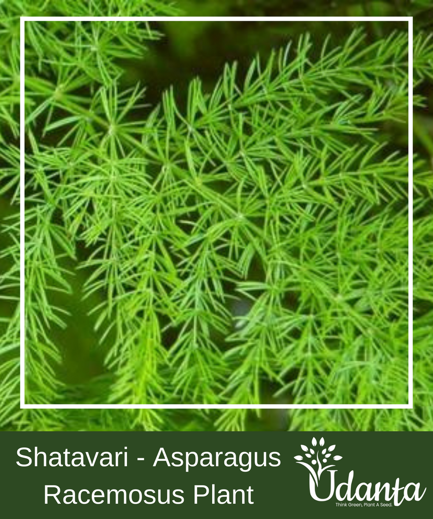 Plantogallery I Shatavari - Asparagus Racemosus Plants Seeds