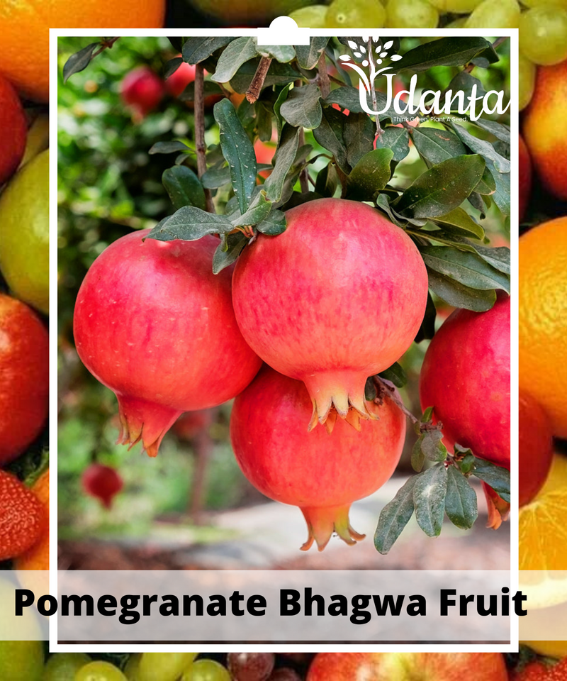 Plantogallery Pomegranate Bhagwa Fruit Plant Grafted Fruit Plants