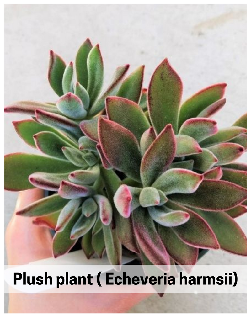 Plantogallery Plush plant ( Echeveria harmsii) succulent plant