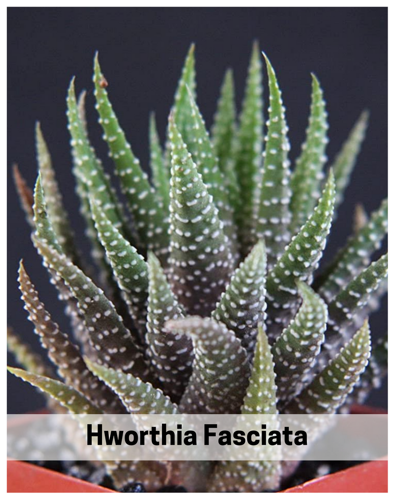 Plantogallery  Hworthia Fasciata Succulent Plant & Best Indoor Plant