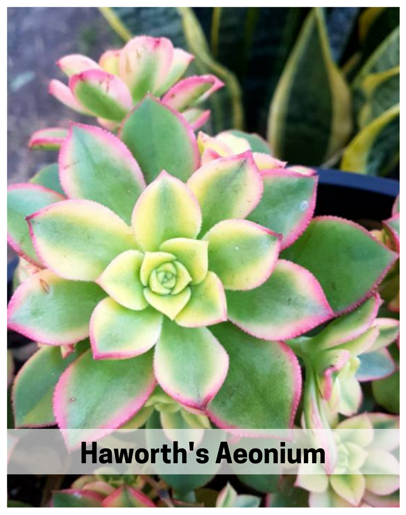 Plantogallery  Haworth's Aeonium(,Aeonium haworthii 'Kiwi) succulent plant