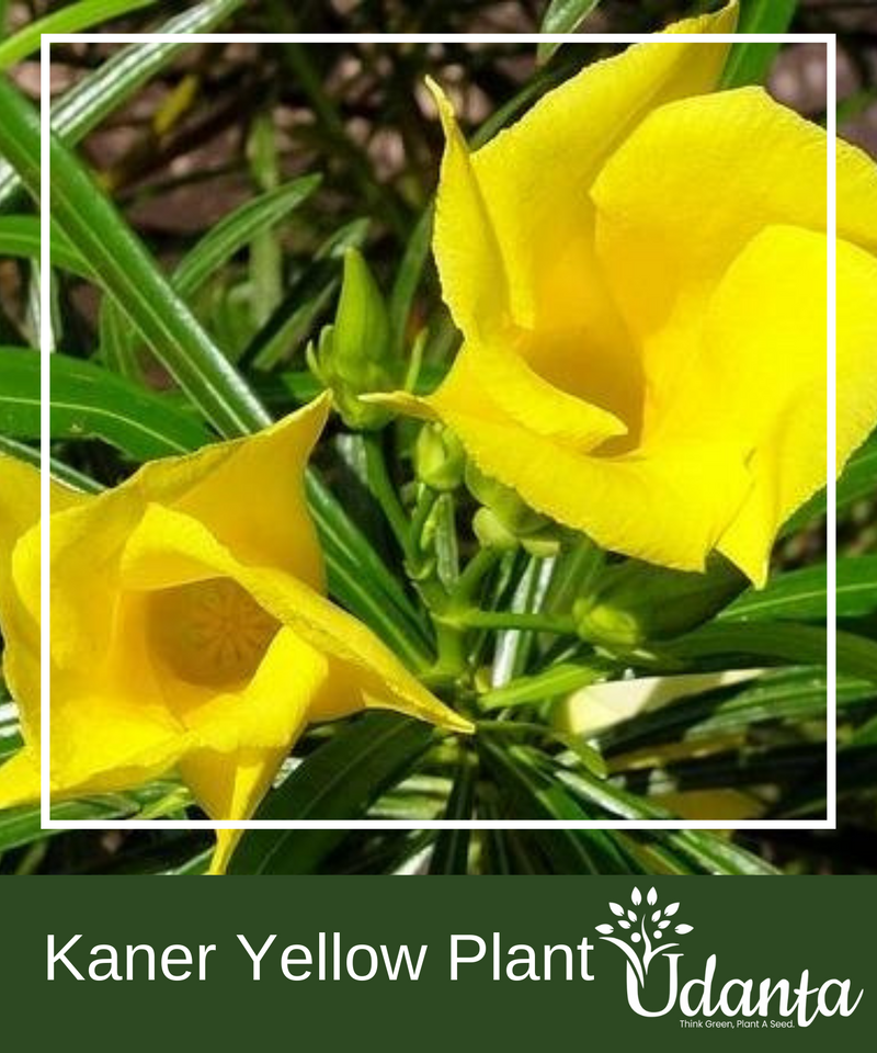Plantogallery I Kaner Yellow Plants Seeds