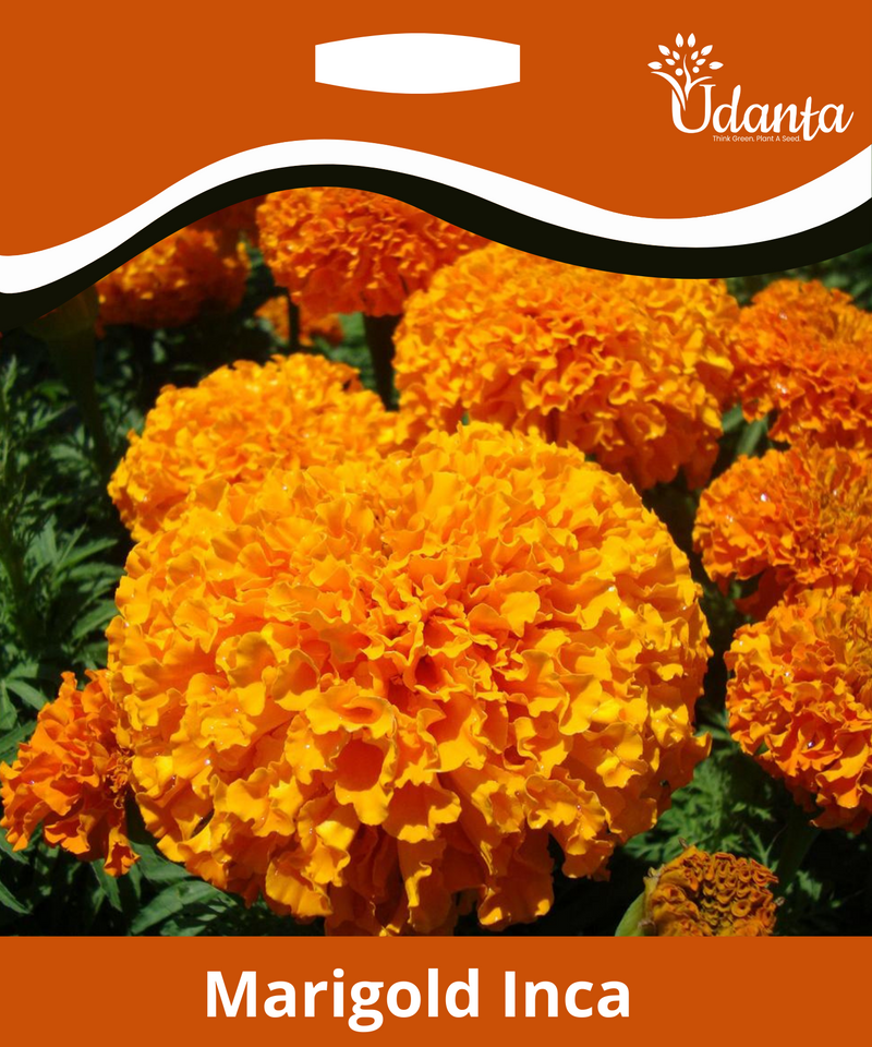 Plantogallery I Marigold Inca Orange Hybrid Flower Seeds