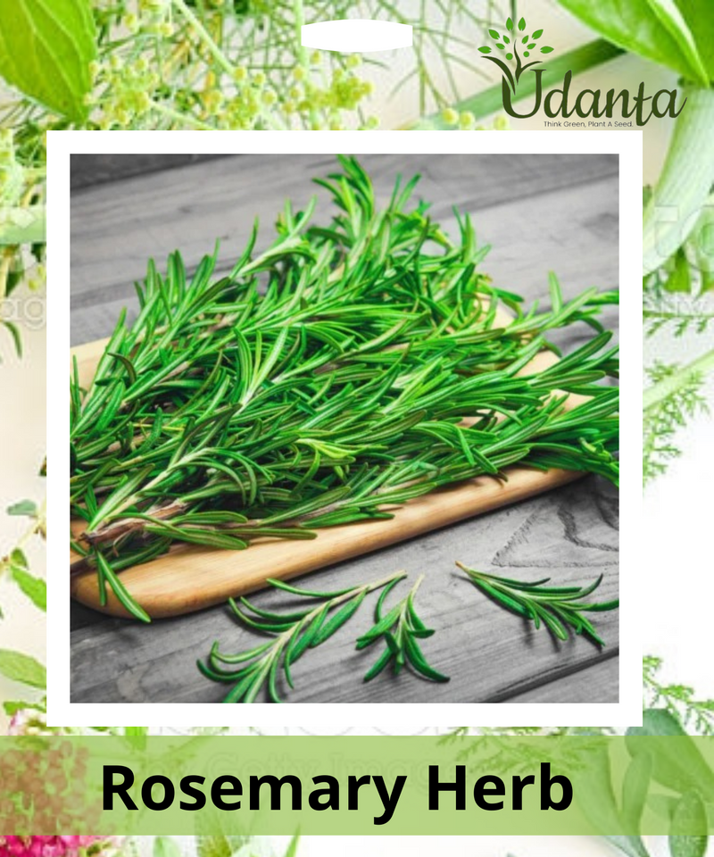 Plantogallery Rosemary Herb Seeds
