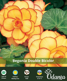 Begonia Double-Bicolor-Picoted-Exotic-Flower-Bulbs