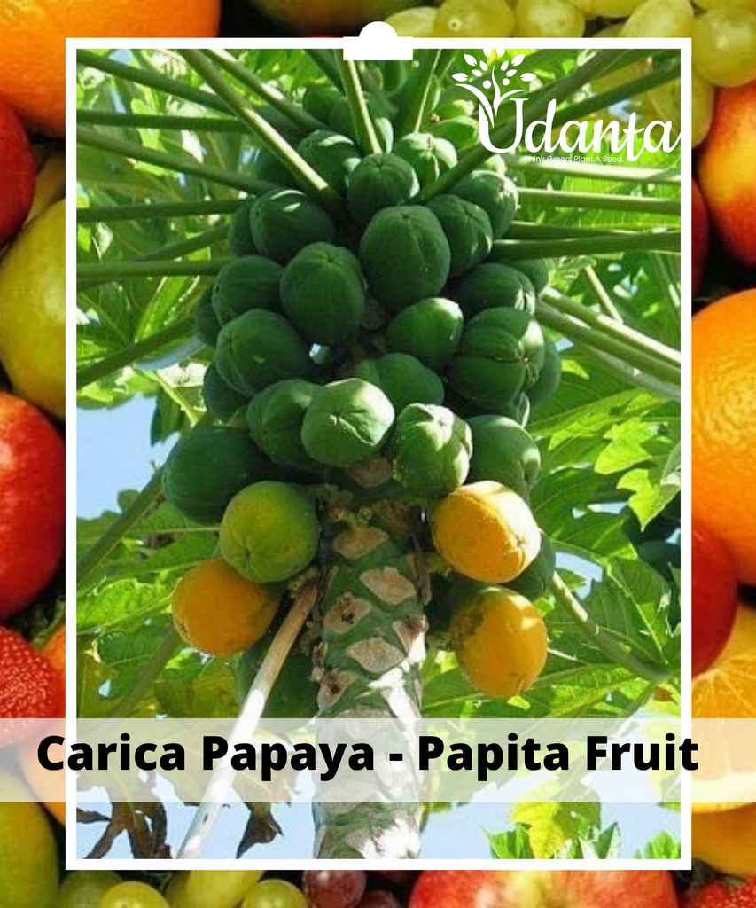 Plantogallery I Carica Papaya - Papita Fruit Plants Seeds