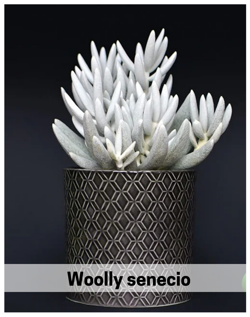 Plantogallery Woolly senecio succulent green plant