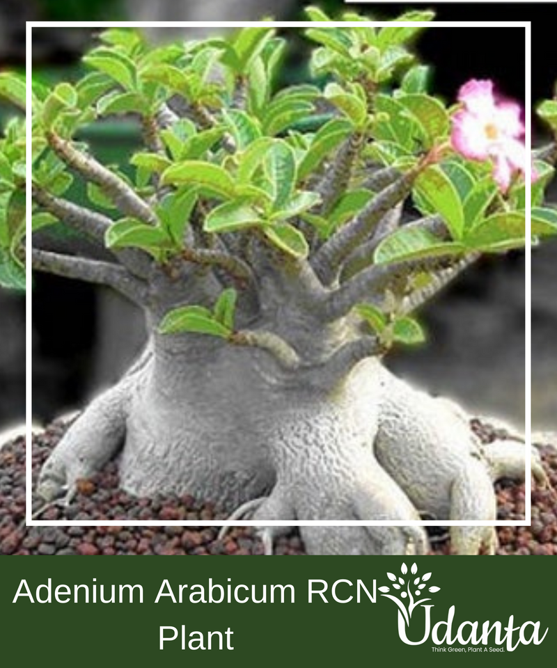 Plantogallery  I Adenium Arabicum RCN Plant Seeds