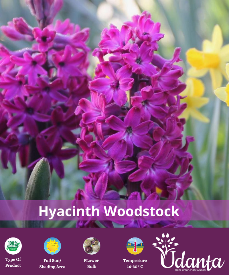 hyacinth-woodstock-flower-bulb-plantogallery