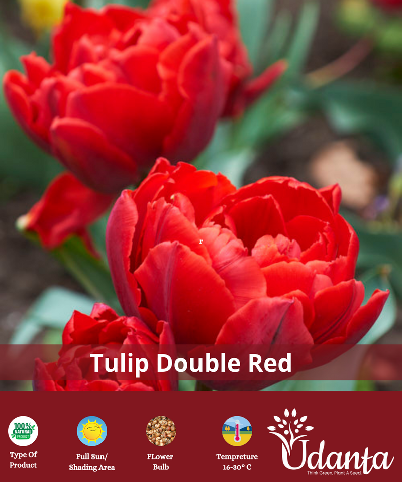 Tulip-red-double-flower-bulbs