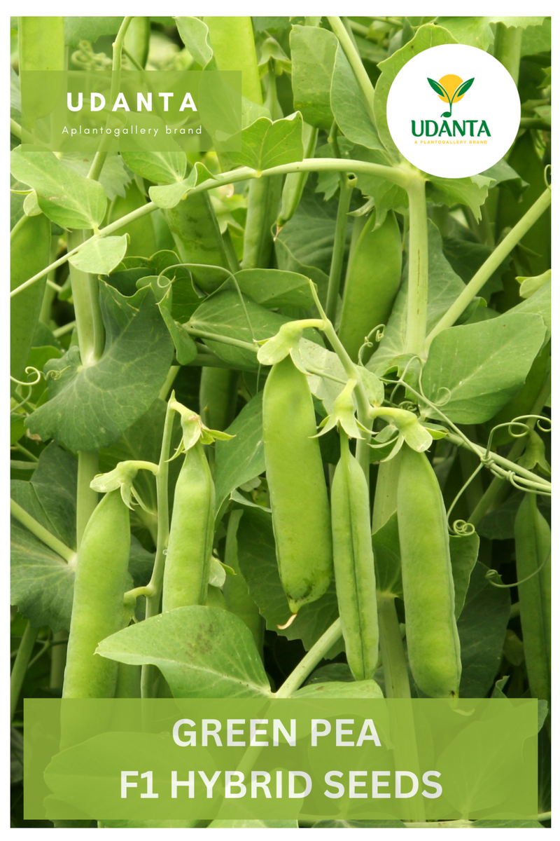 Udanta Green Peas Vegetable Seeds For Kitchen Garden Avg 25 Seeds Pkts