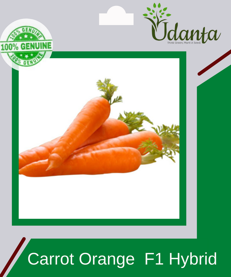 Plantogallery Carrot Orange Vegetable Seeds For Home Gardening