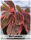 Plantogallery Red Dracaena Show Peace Plant For Home Gardening