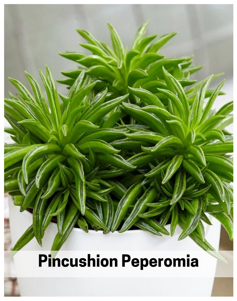 Plantogallery Pincushion Peperomia( Peperomia Ferreyrae) succulent plant