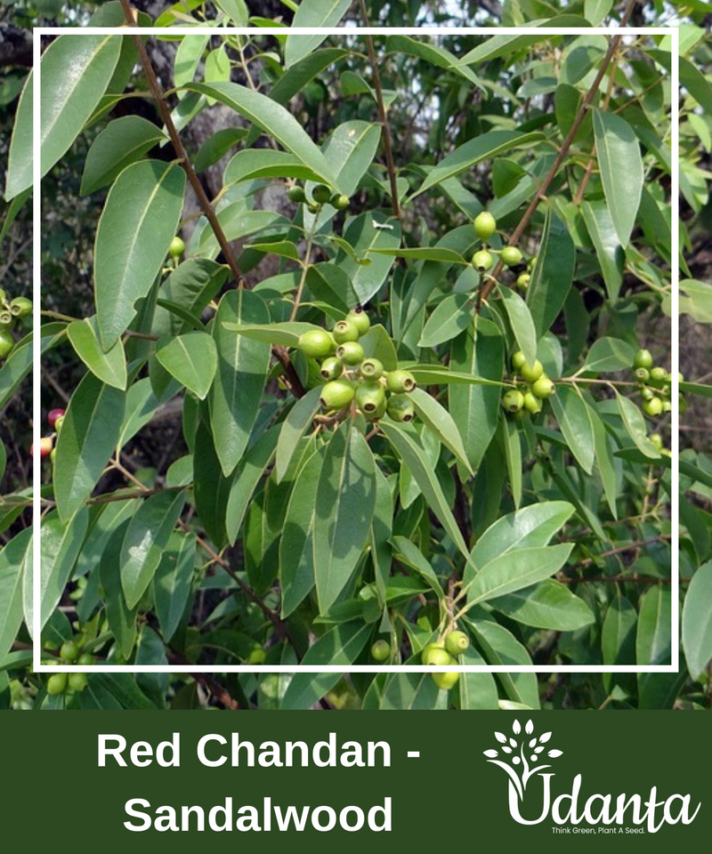 Plantogallery Red Chandan - Sandalwood, Pterocarpus santalinus Plants Seeds