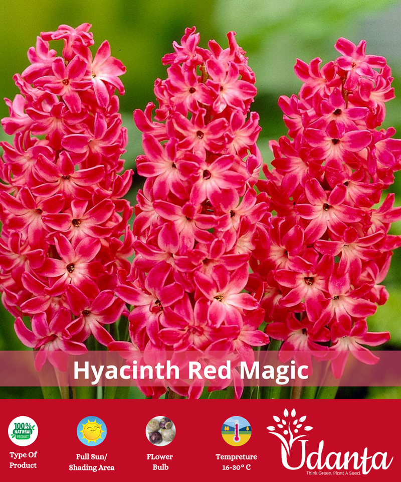 hyacinth-red-magic-winter-flower-bulb-plantogallery