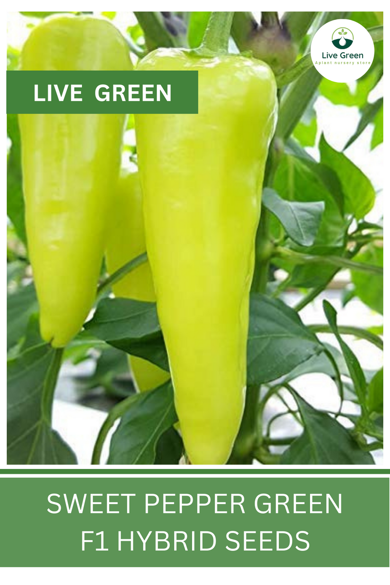 Live Green Sweet Pepper Green F1 Hybrid Vegetable Seeds - Pack of 30 Seeds