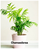 Plantogallery I Chamaedorea Palm Indoor Air Purifying Plants Best For Home