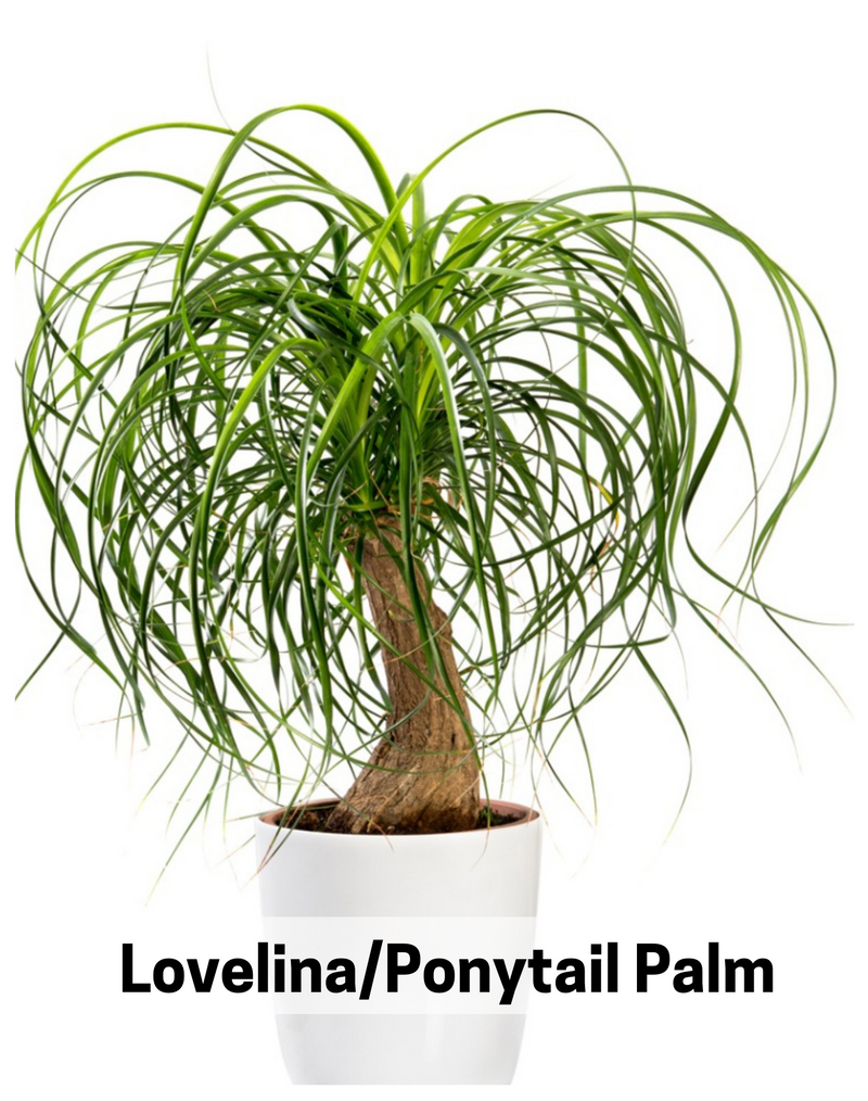 Plantogallery  Lovelina/Ponytail Palm Indoor And Outdoor Plant