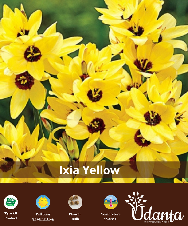 Ixia-flower-bulb-yellow-colour-plantogalllery