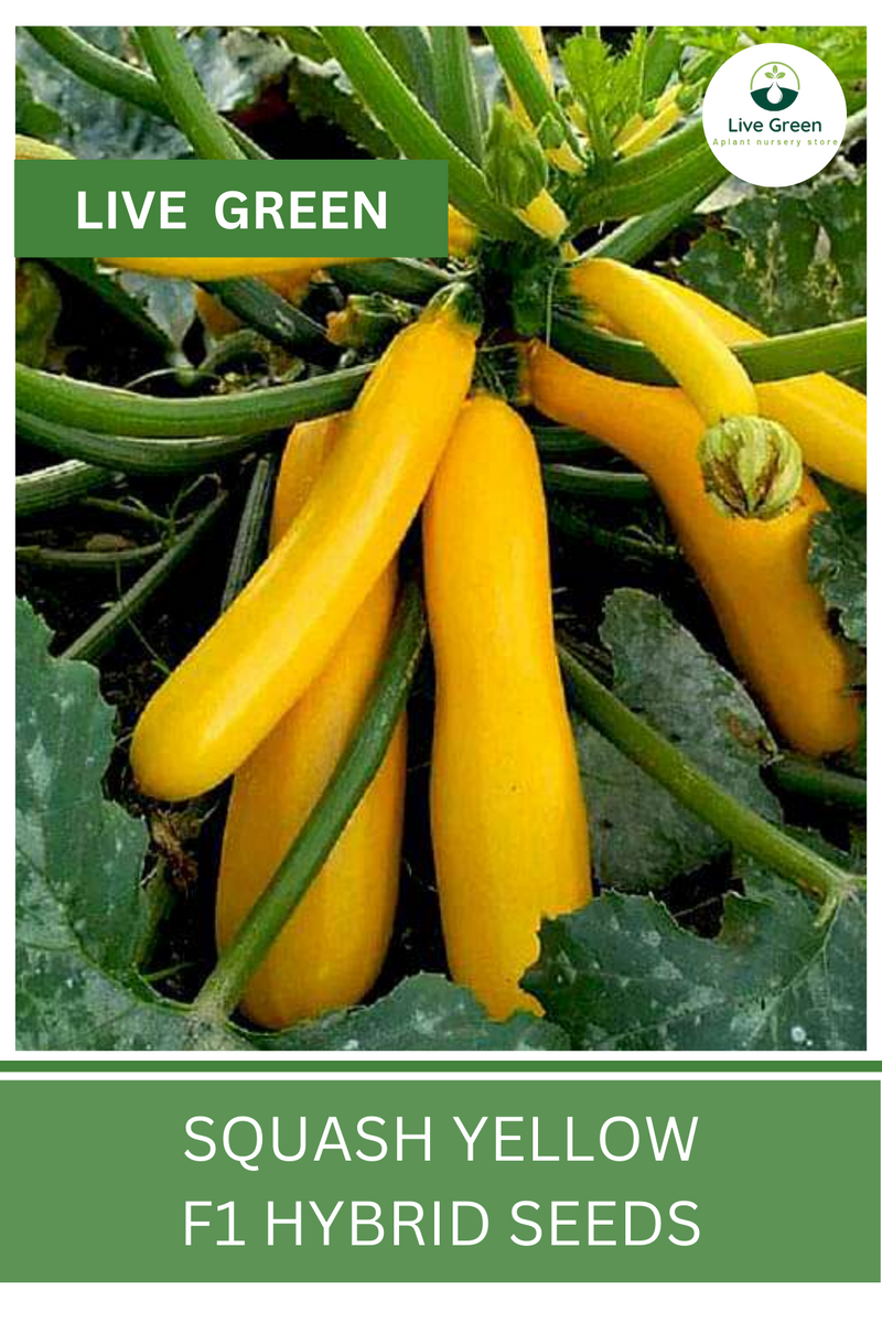 Live Green Zucchini - Squash Yellow F1 Hybrid Vegetable Seeds - Pack of 10 Seeds
