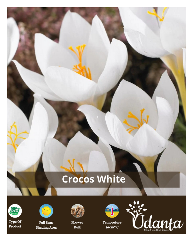 Plantogallery Crocus Jeanne D'arc ( WHITE) Imported flower bulbs pack of 5
