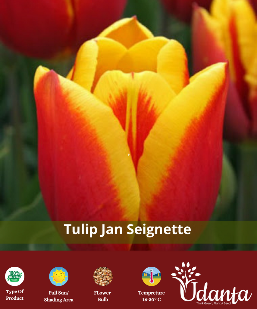 Tulip "Jan Seignette" Imported Flower Bulbs - Pack of 5 Bulbs By Plantogallery