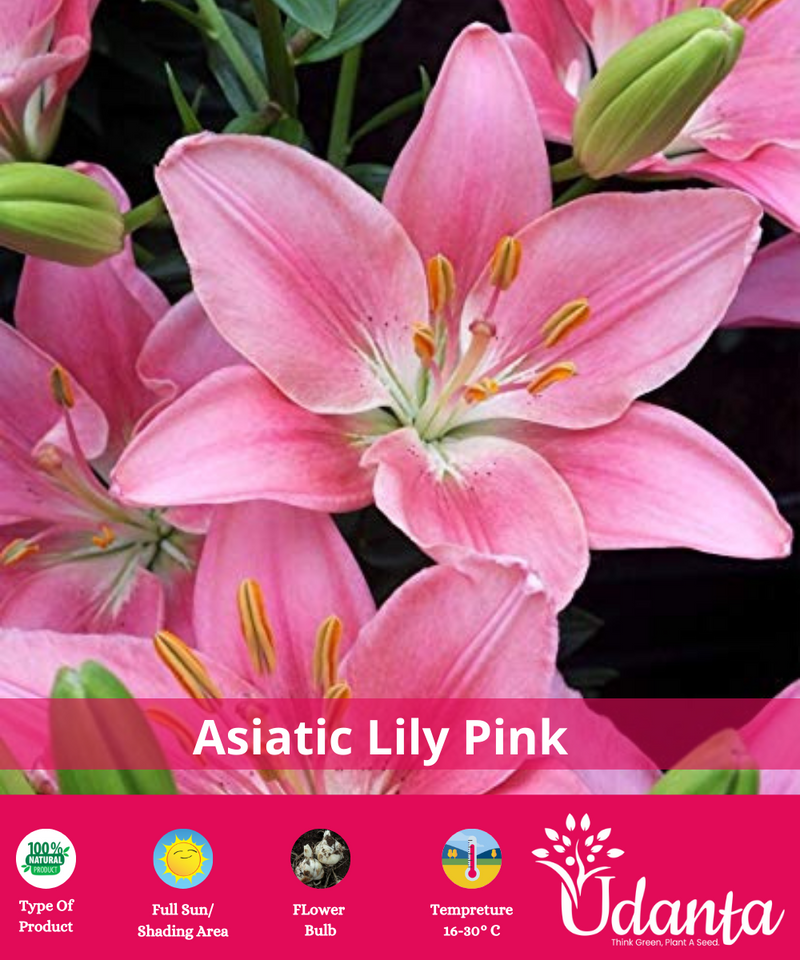 PINK-ASIATIC-LILY-FLOWER-BULBS-BY-UDANTA