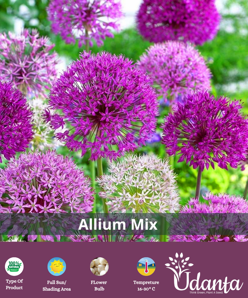 Plantogallery Allium Flower bulb Mix | Pack Of 5
