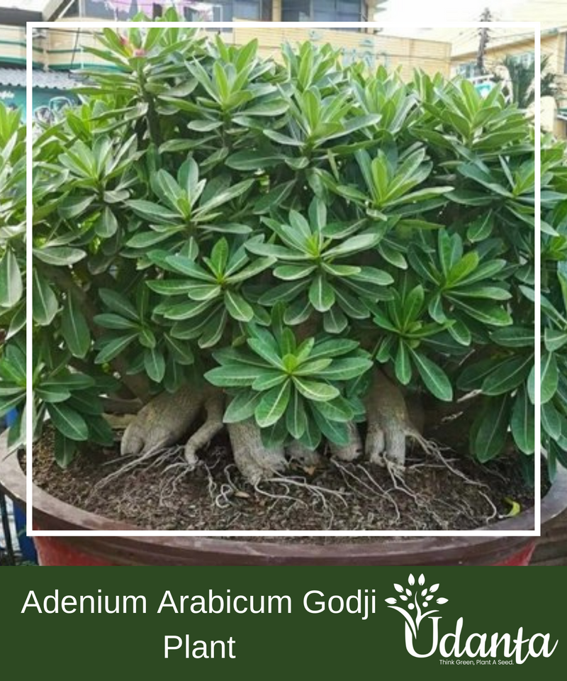 Plantogallery I Adenium Arabicum Godji Plant Seeds