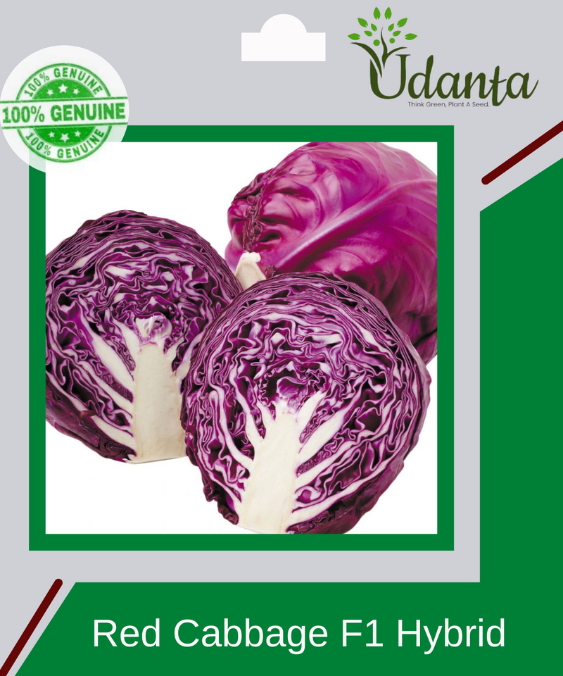Plantogallery Red Cabbage Vegetable Seeds For Home Gardening