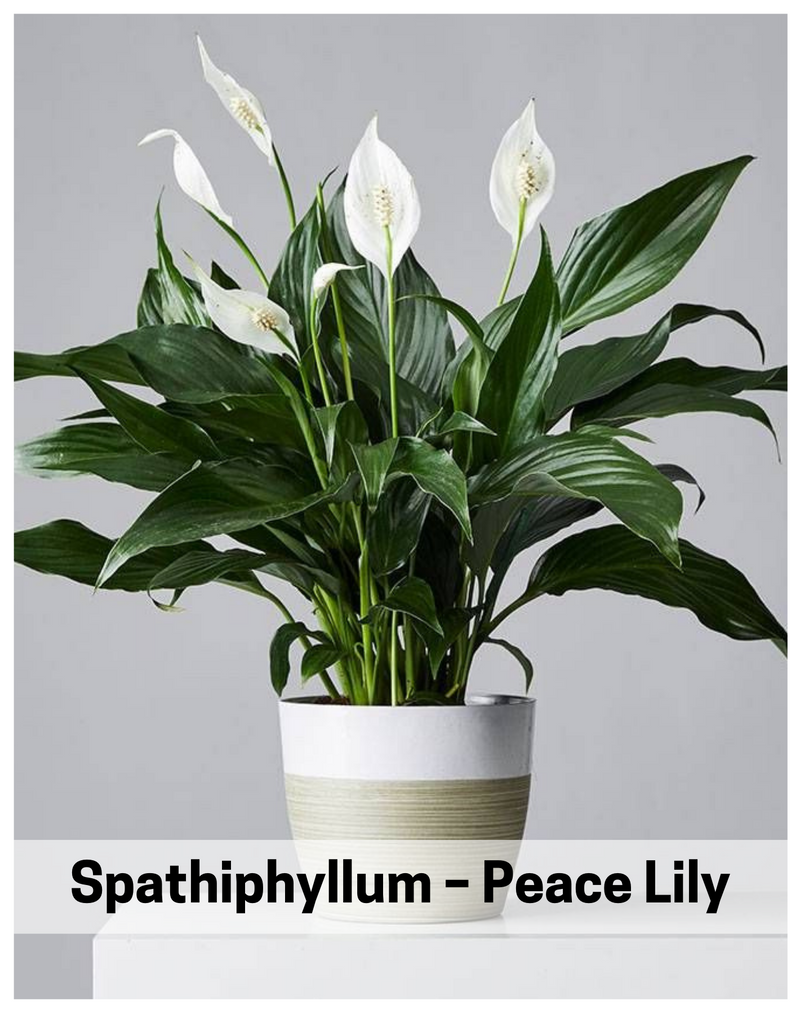 Plantogallery Spathiphyllum – Peace Lily Air Purifying Indoor Plants