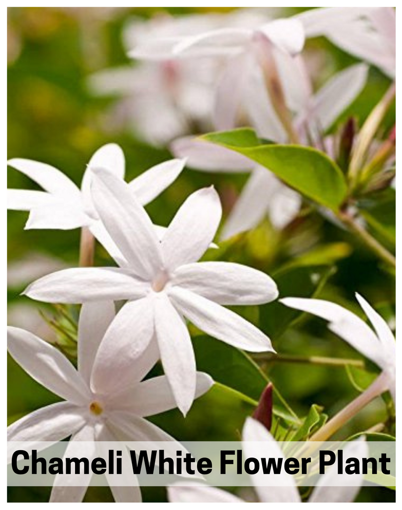 Plantogallery I Chameli White Flower Plant For Home & Terrace Decor