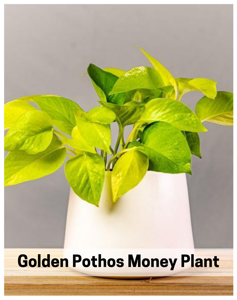 Plantogallery  I Golden Pothos Good Luck Money Plants Air Purifying Plants