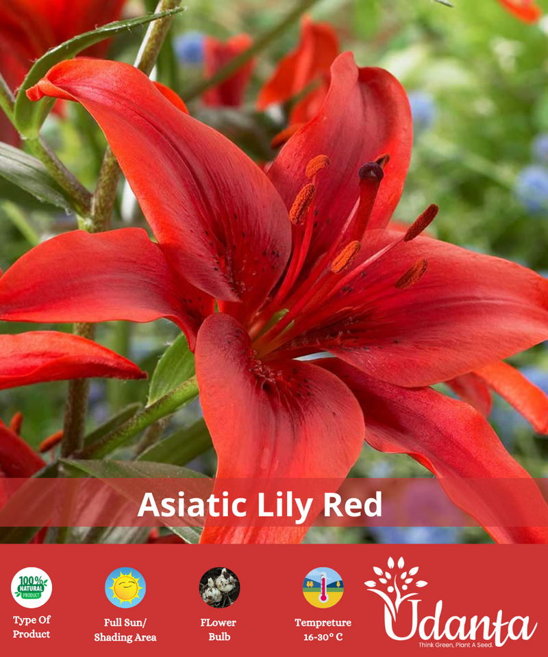 RED-ASIATIC-LILY-FLOWER-BULBS-UDANTA