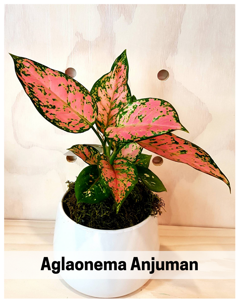 plantogallery-aglaonema-anjuman-plant